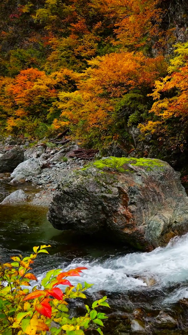 深秋红叶溪谷流水