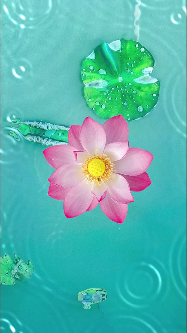 水面荷花