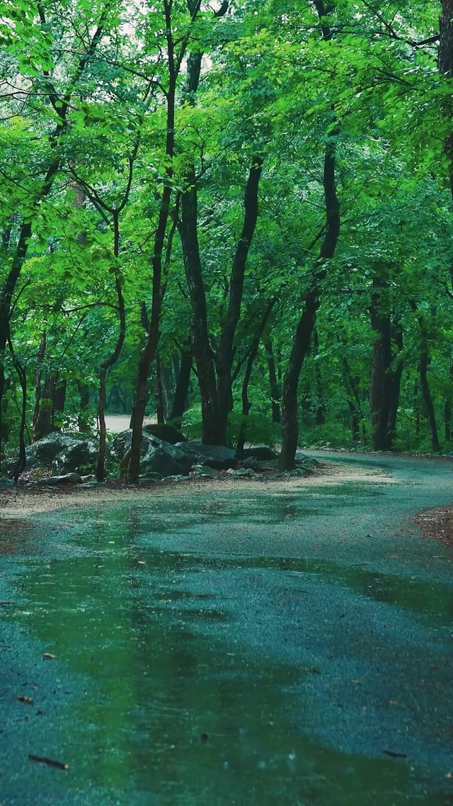 雨天清凉绿树林小路(风景手机动态壁纸) - 风景手机壁纸下载 - 元气