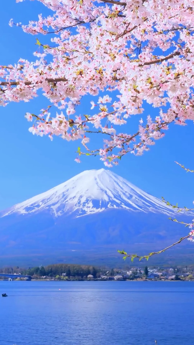 富士山樱花湖泊