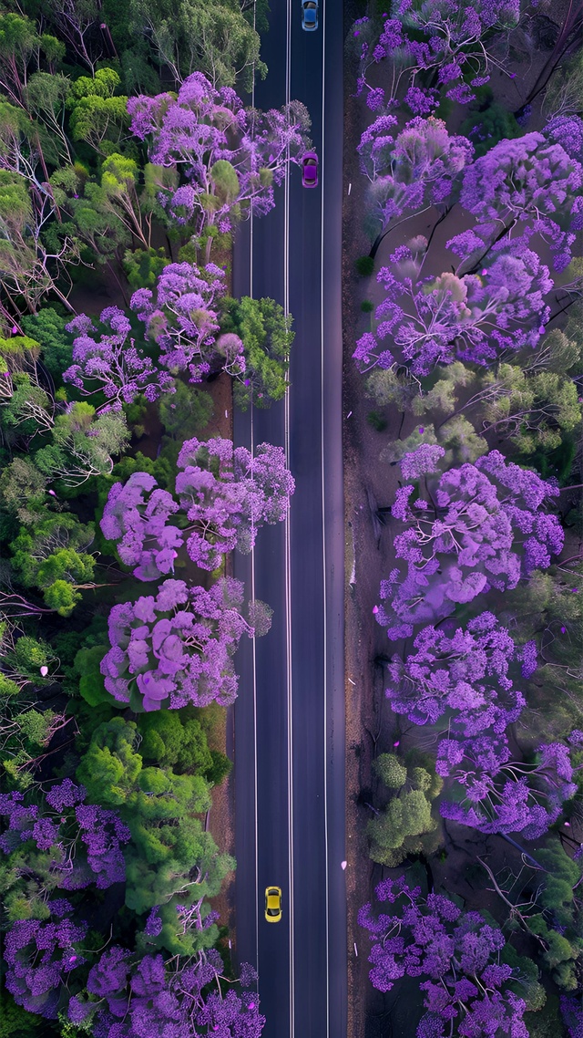 花的海洋