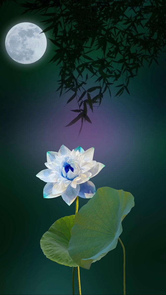 治愈荷花