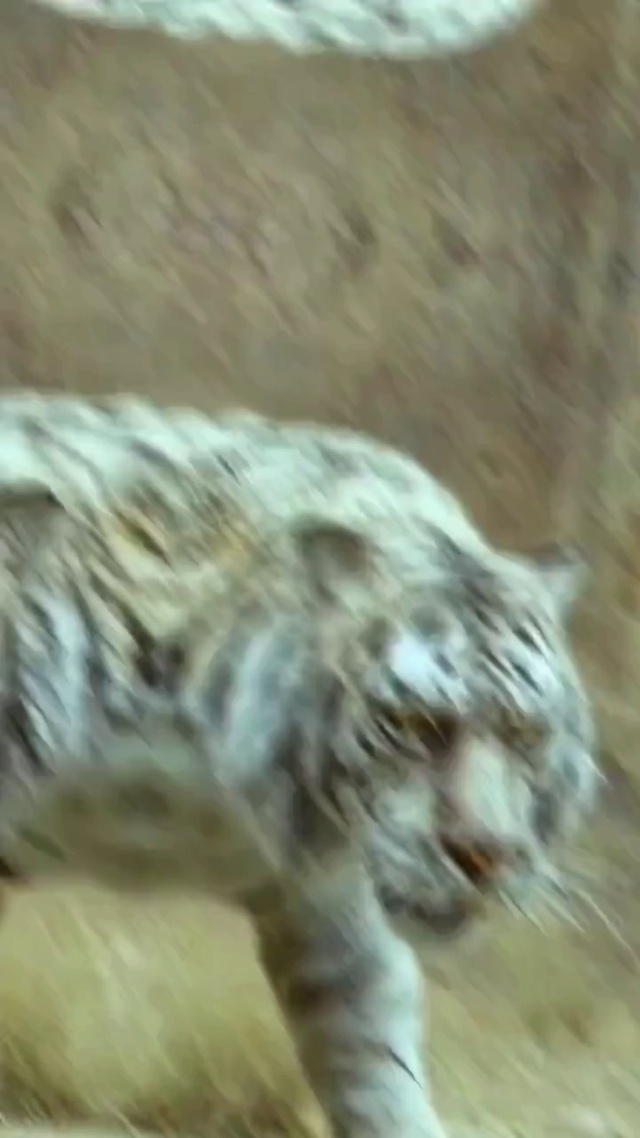 猛虎出笼
