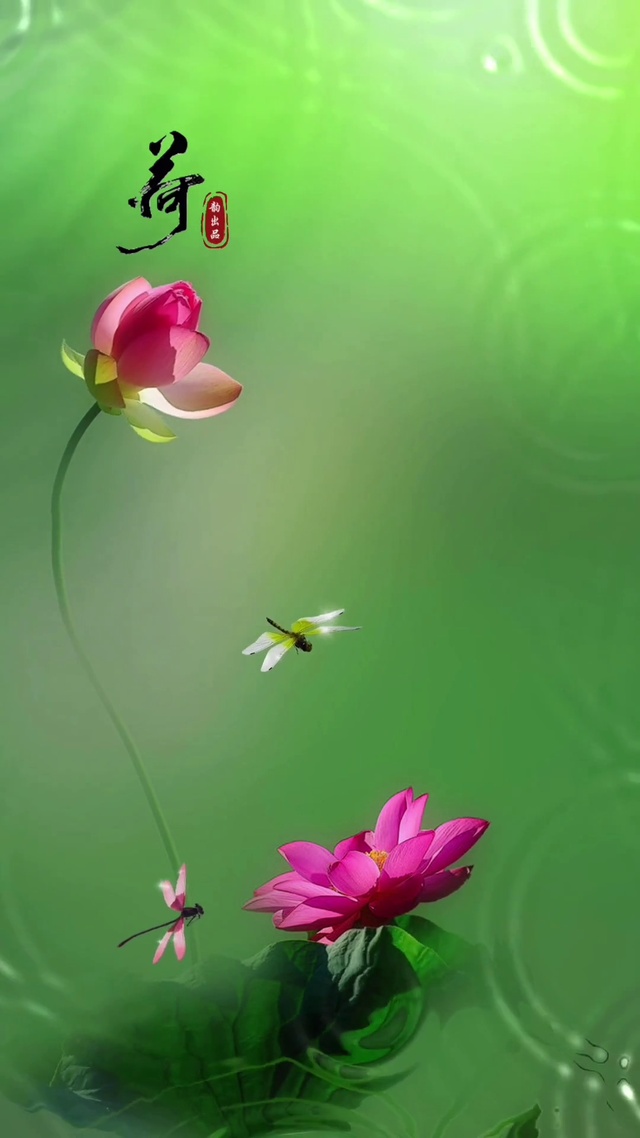 荷花4k