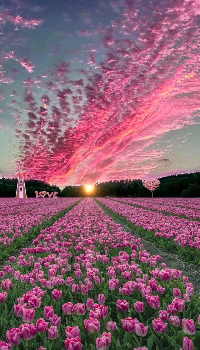 郁金香花海 风景手机动态壁纸 风景手机壁纸下载 元气壁纸