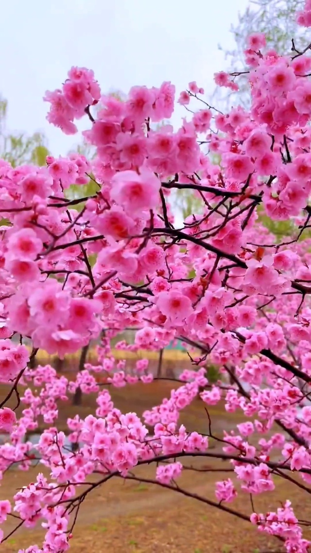 花香正好 微风不燥