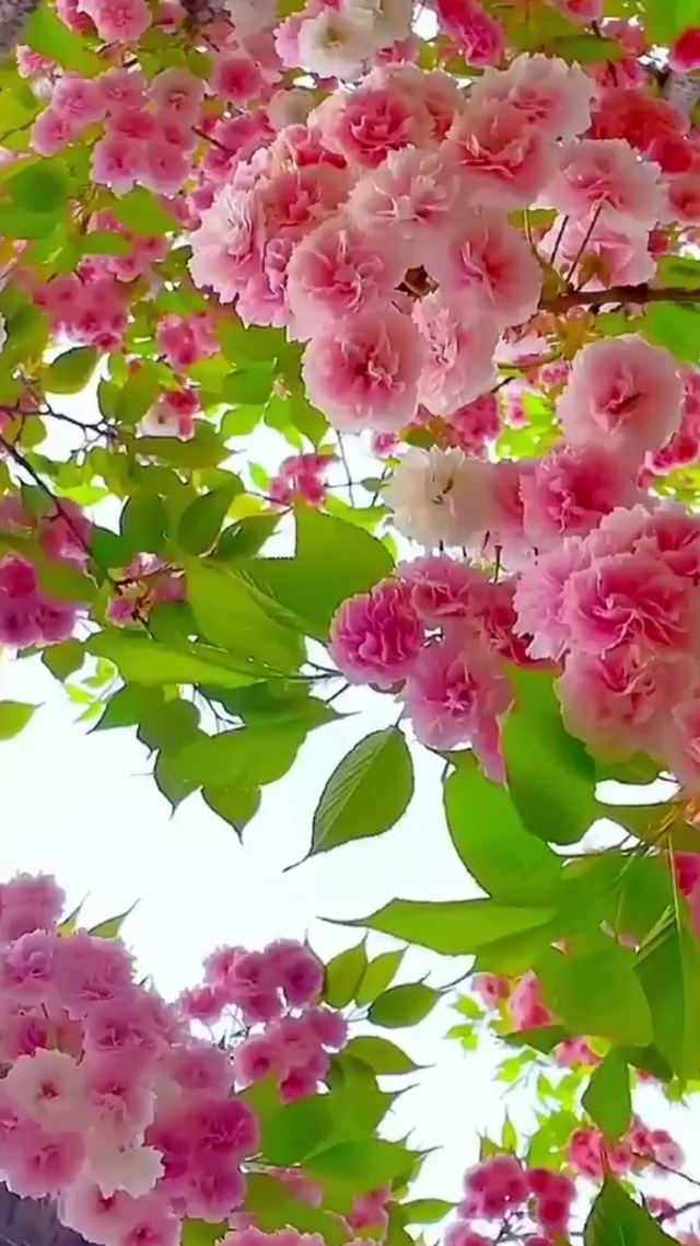 美美的花朵朵开