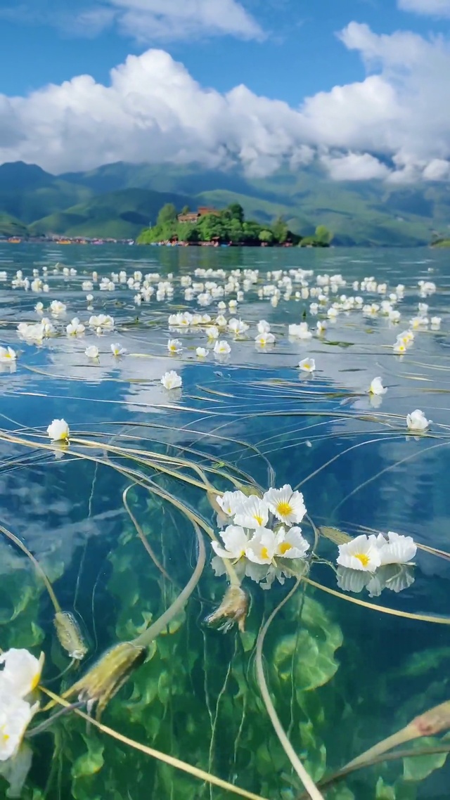 水性杨花