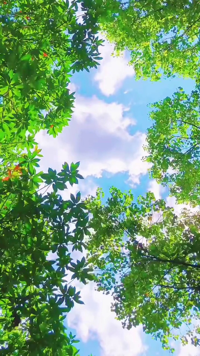 天气晴朗，阳光正好，微风不躁，动听的鸟鸣，在冬天感受夏天！