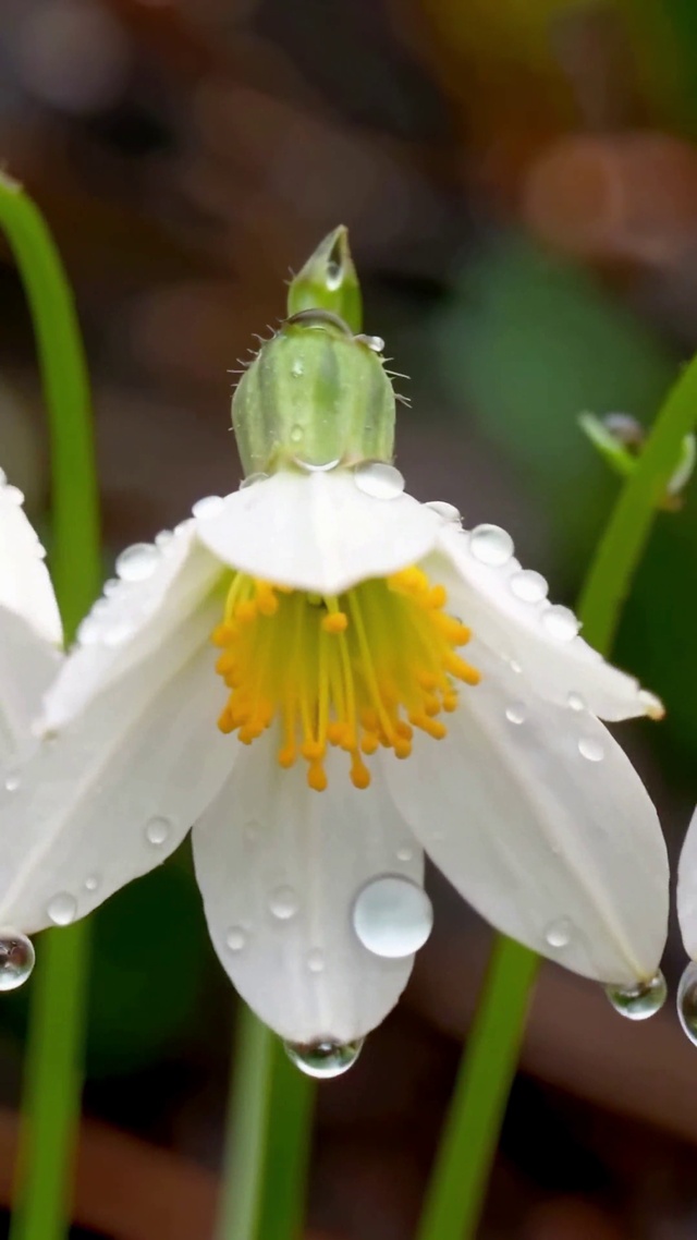 雨后小清新白色花朵在雨中伫立