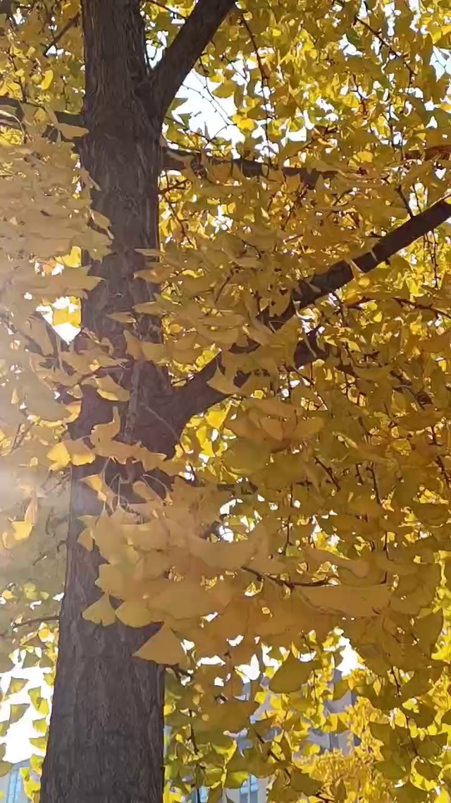 晚秋