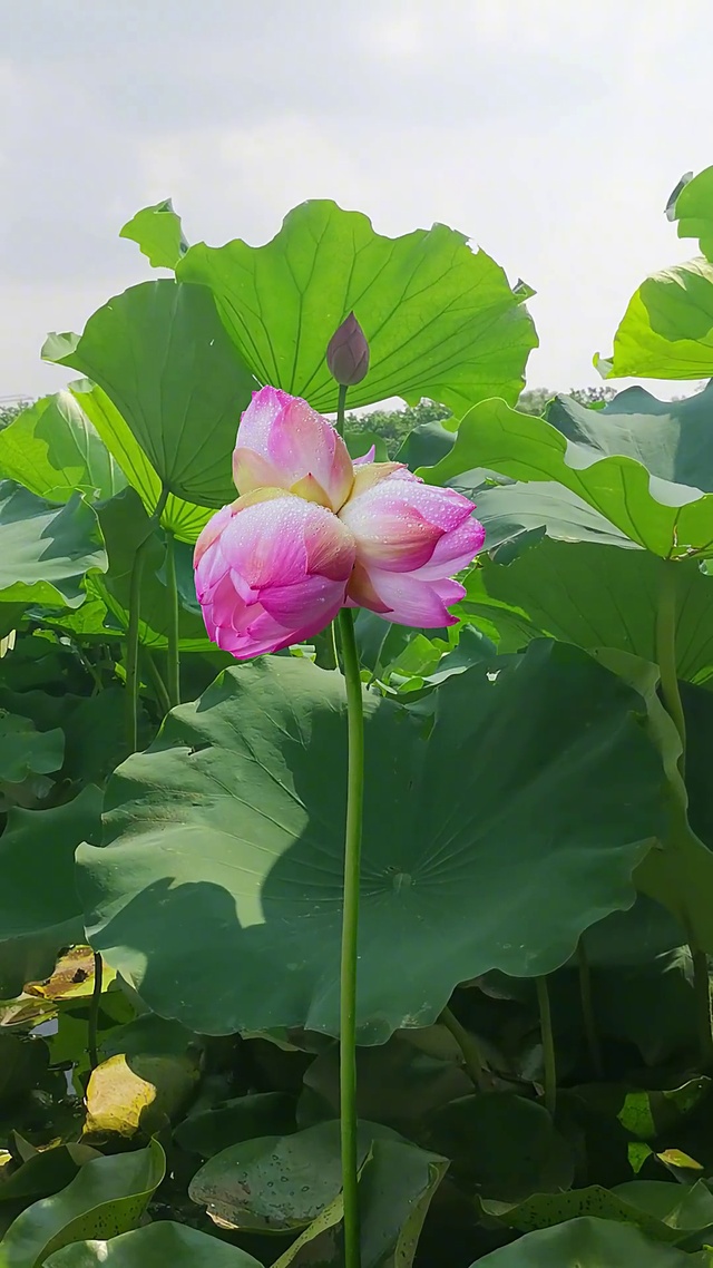 三蒂莲花开，富贵自然来