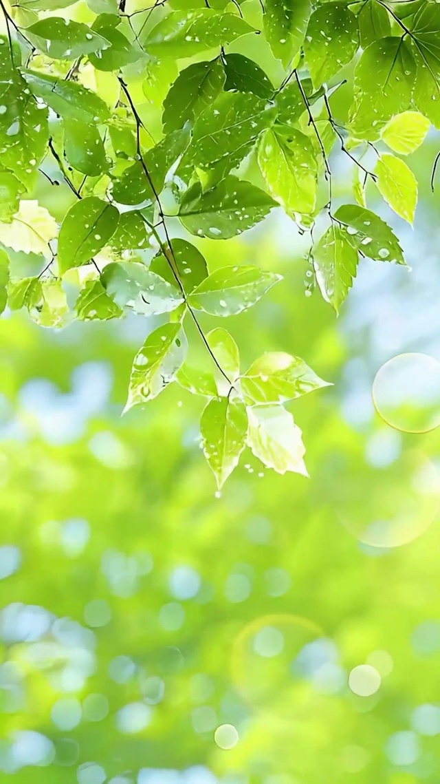 护眼树木雨滴