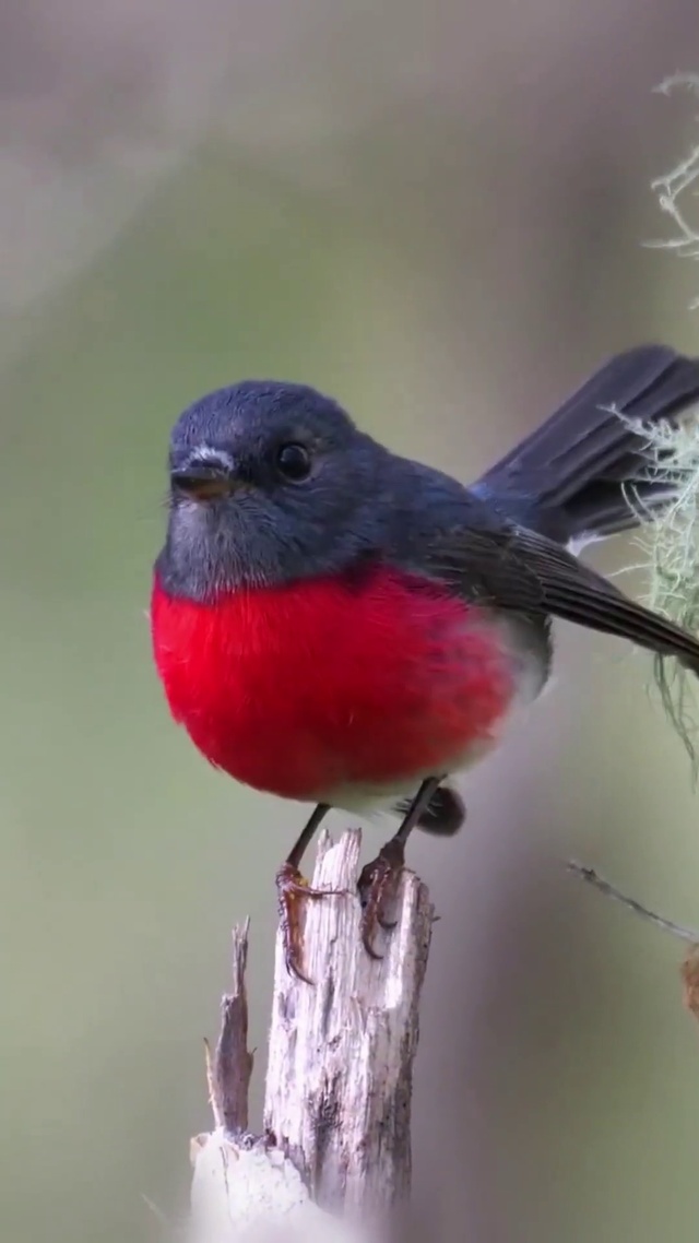 树枝上可爱的小鸟