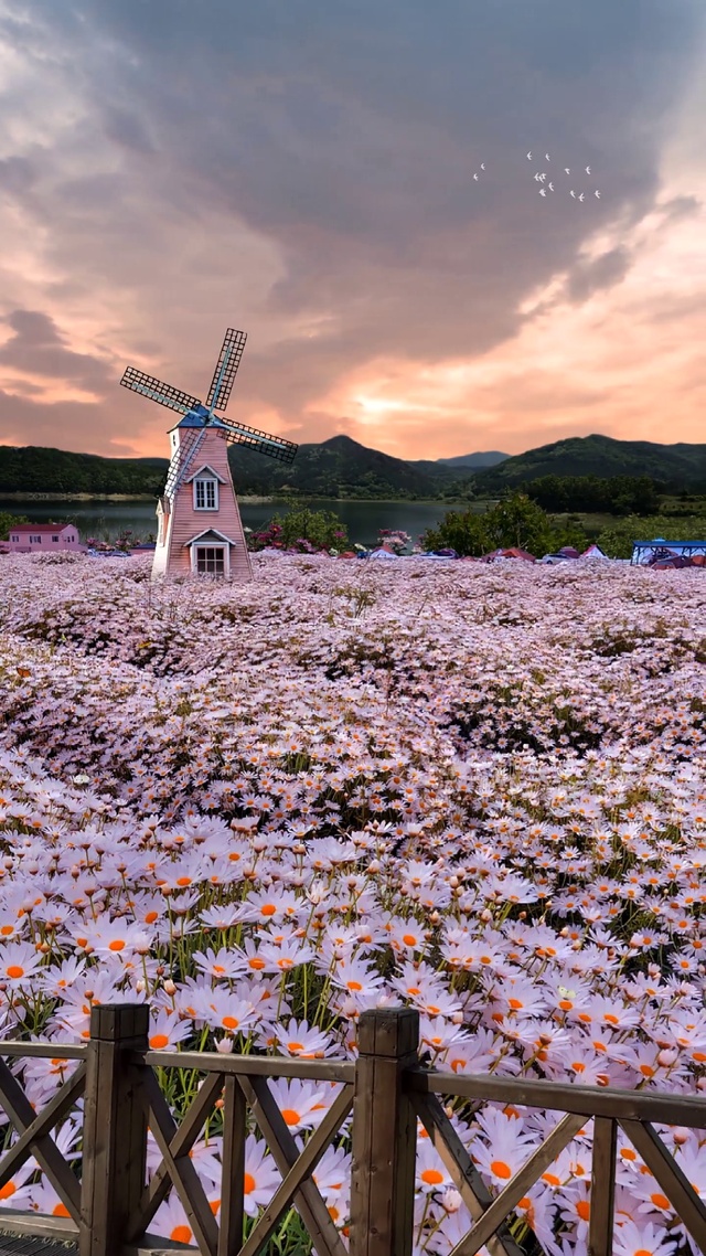 小雏菊花海