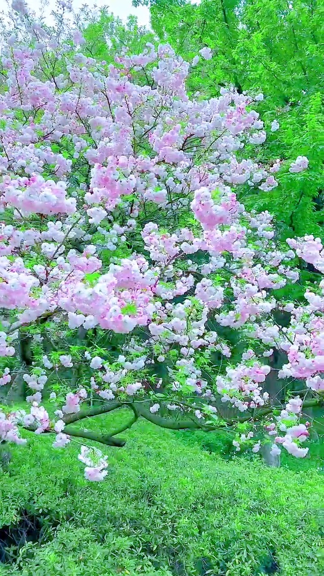 樱你而来，为你而开