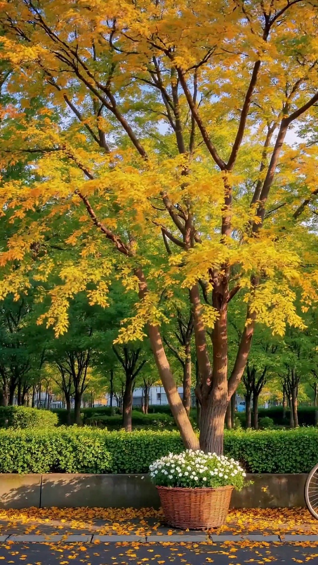 秋日林荫