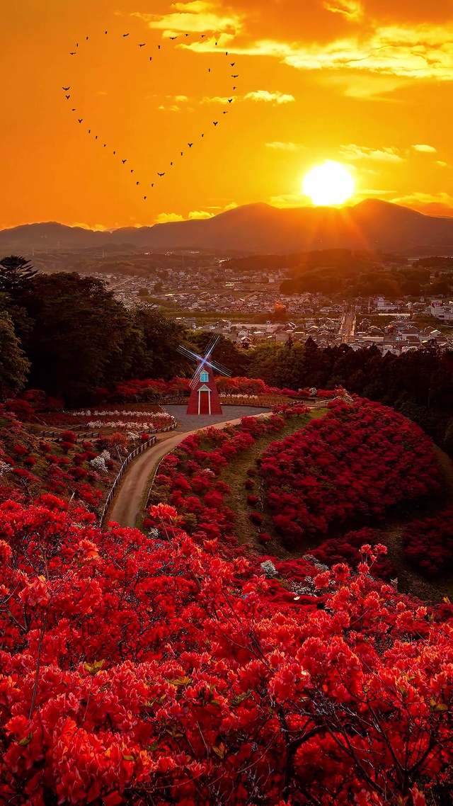 浪漫爱心晚霞花海
