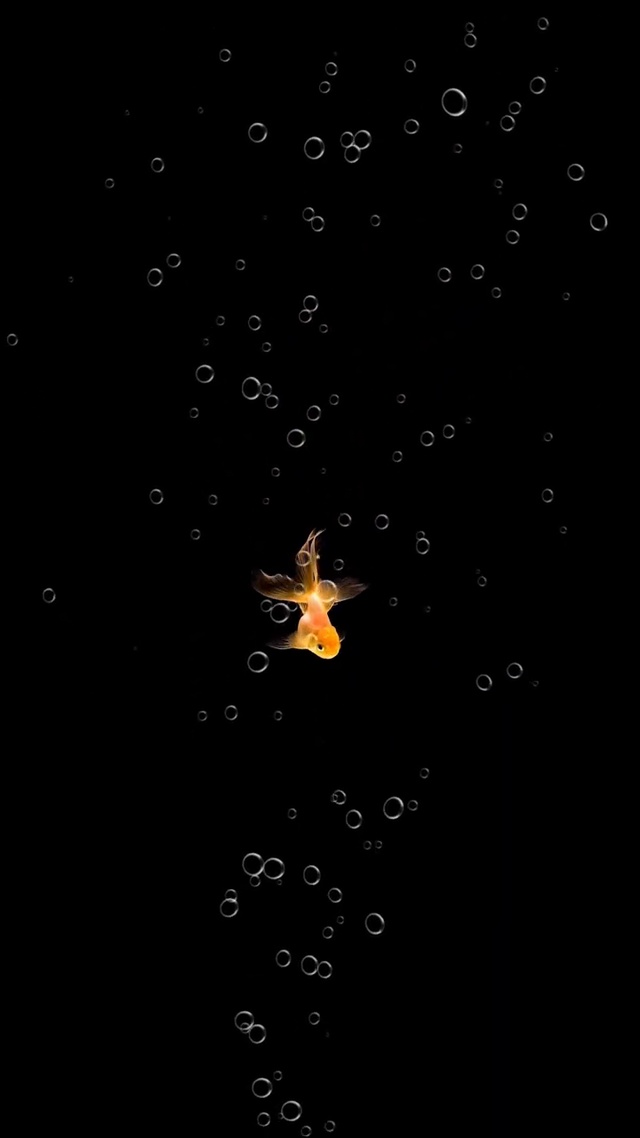 遇见锦鲤，遇见好运