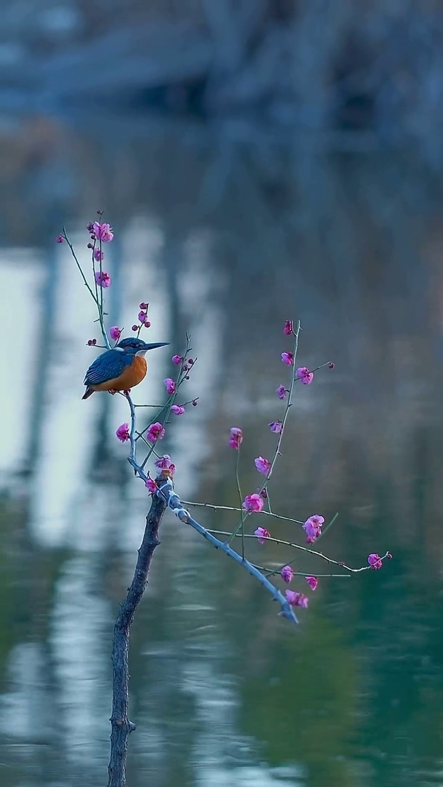 桃花源