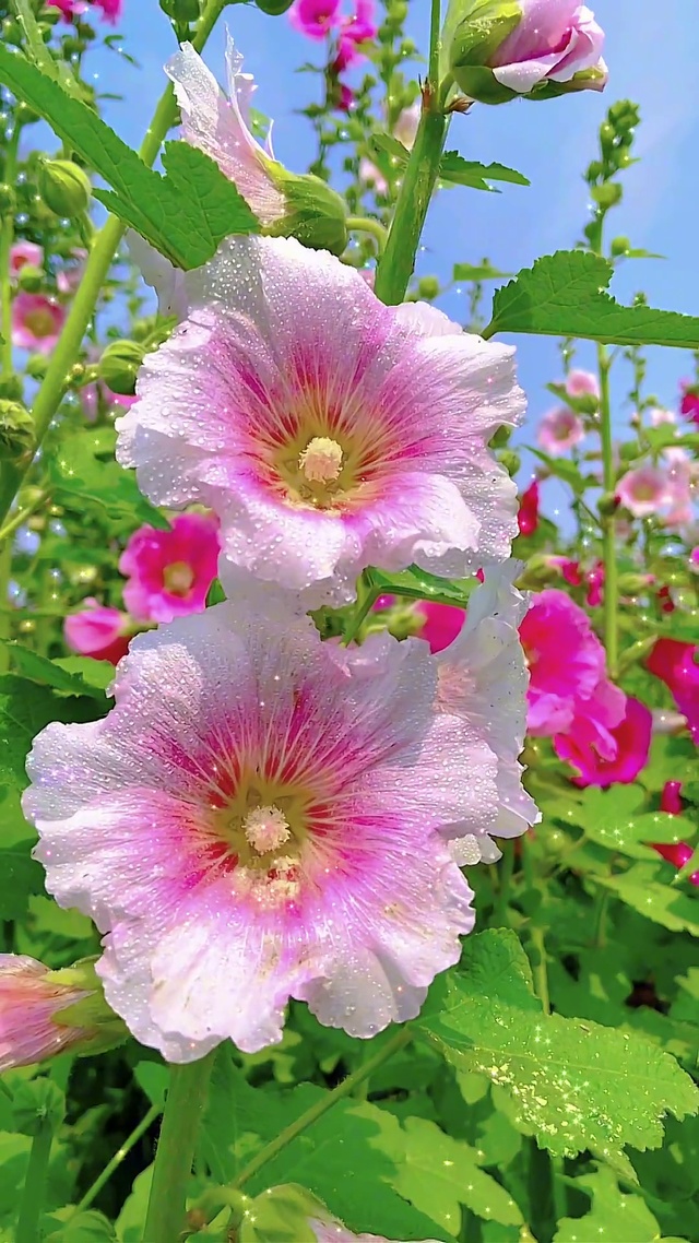 风很温柔 花很浪漫