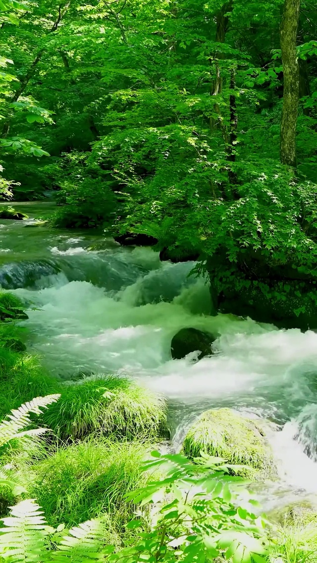 清新护眼绿林溪流