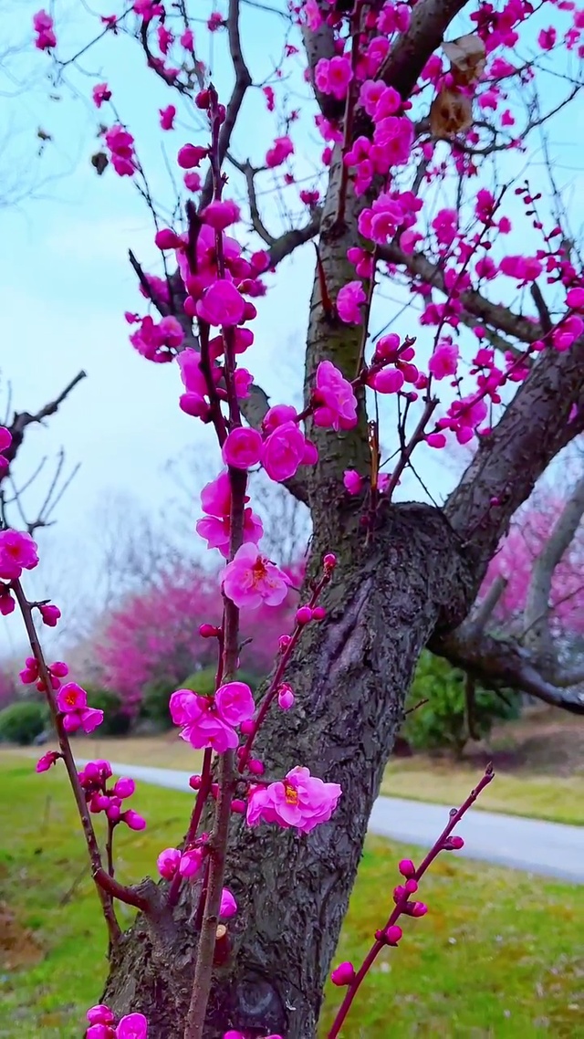 梅花树(风景手机动态壁纸) - 风景手机壁纸下载 - 元气壁纸