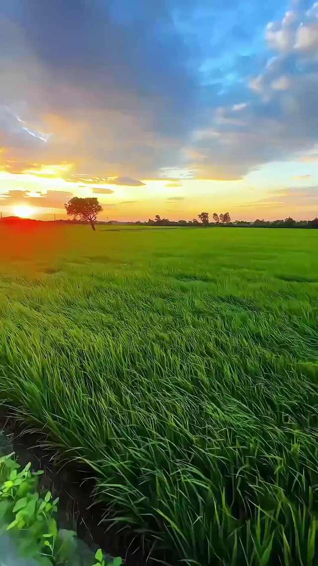 治愈麦浪
