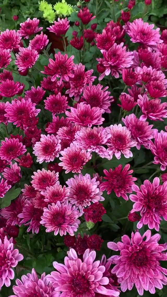 满屏花开 满心欢喜