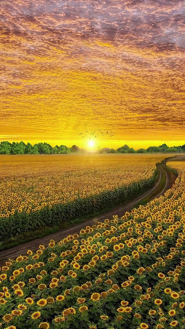 向日葵🌻