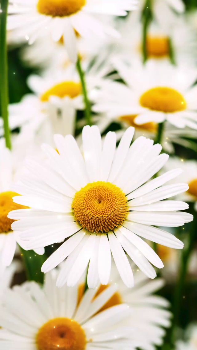 【盛开的白色小雏菊】