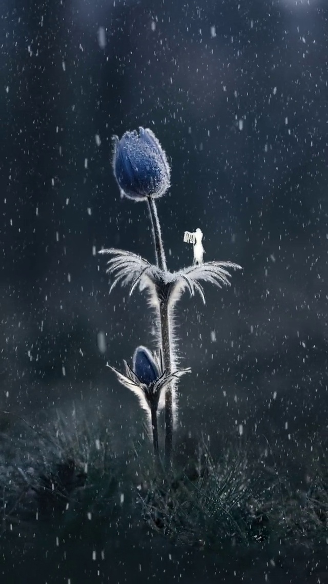 花上独舞