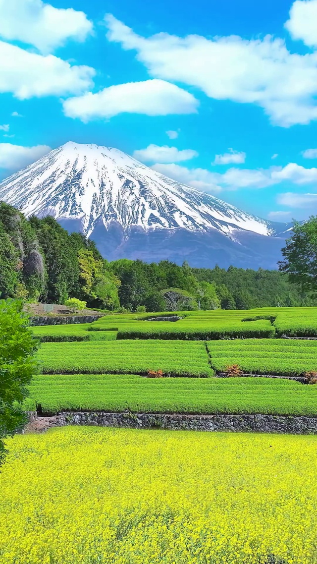 富士山下