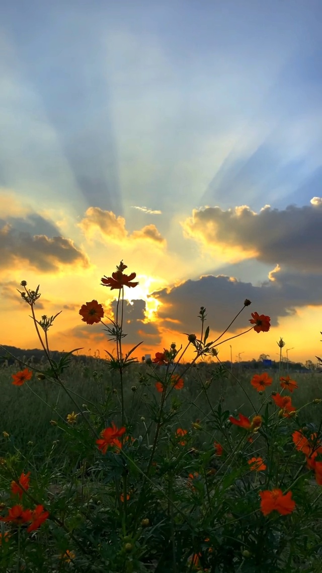 落日下的小红花