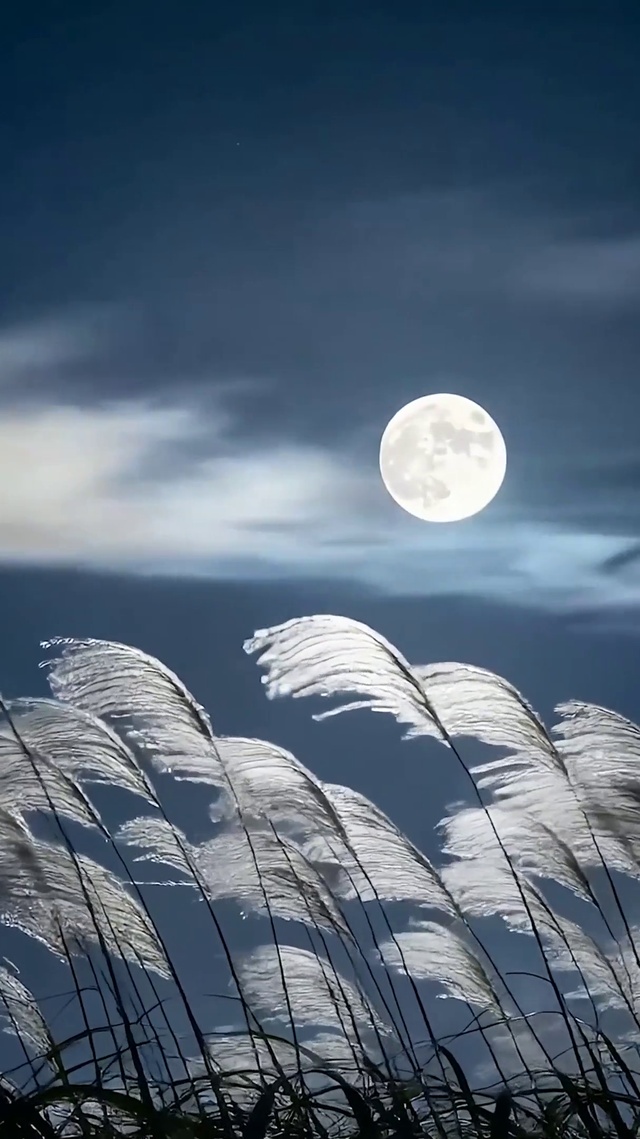 夜景草地