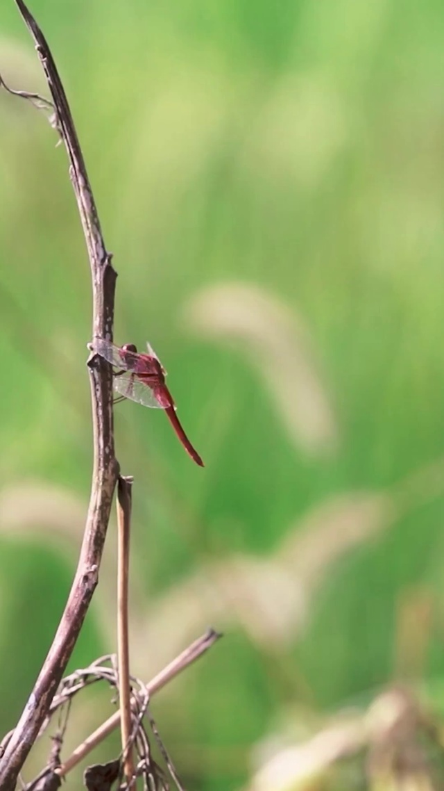 初夏的蜻蜓