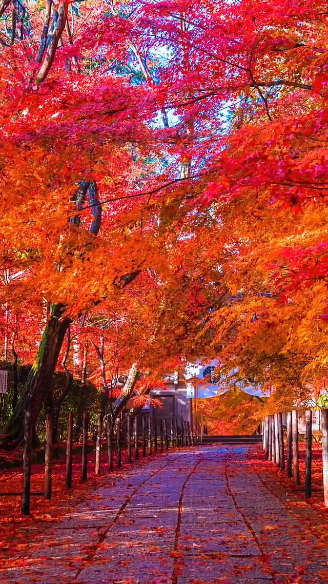 唯美风景