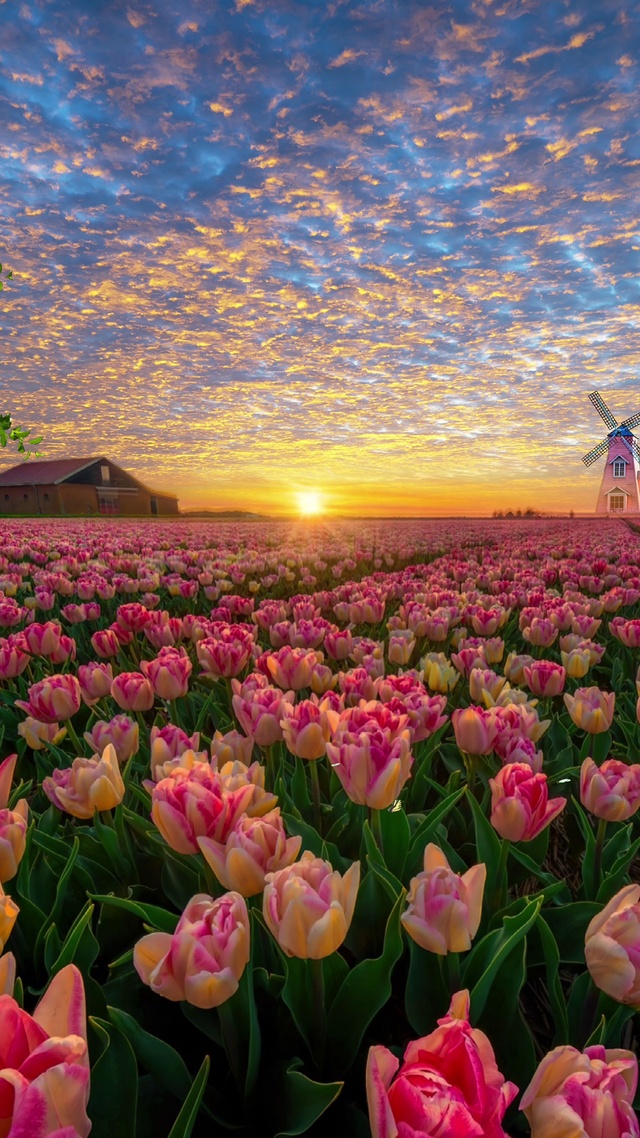 晚霞下的郁金香🌷