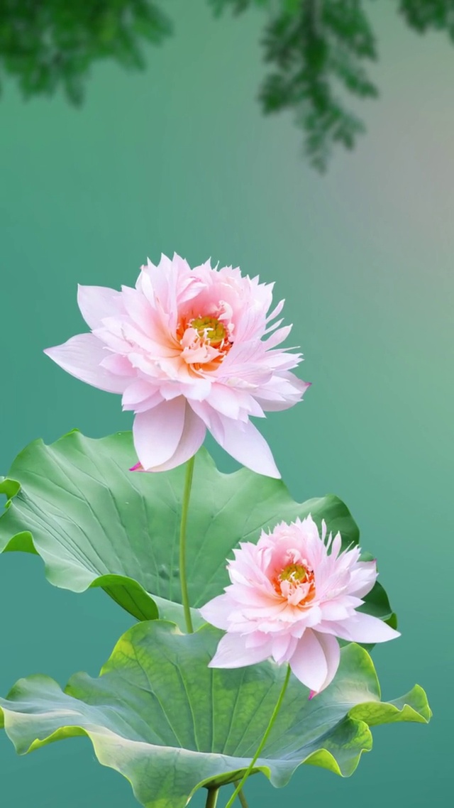 千叶荷和你相遇