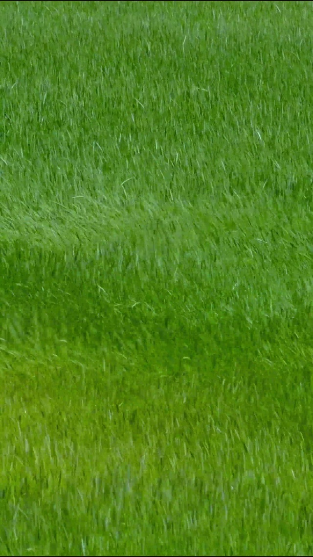治愈麦浪4K