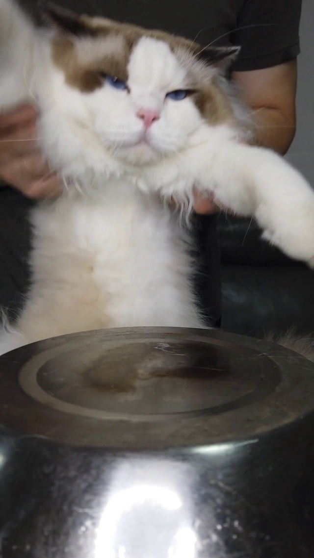 亚瑟点心-恶猫咆哮