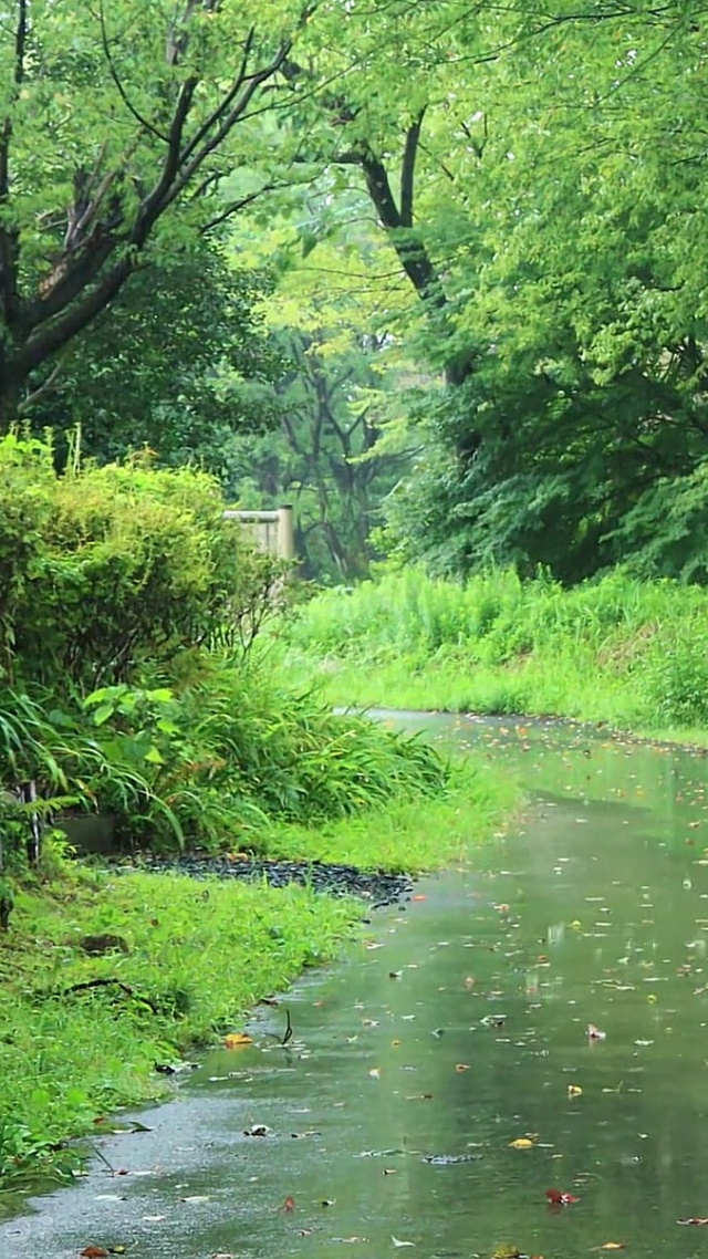 林间细雨