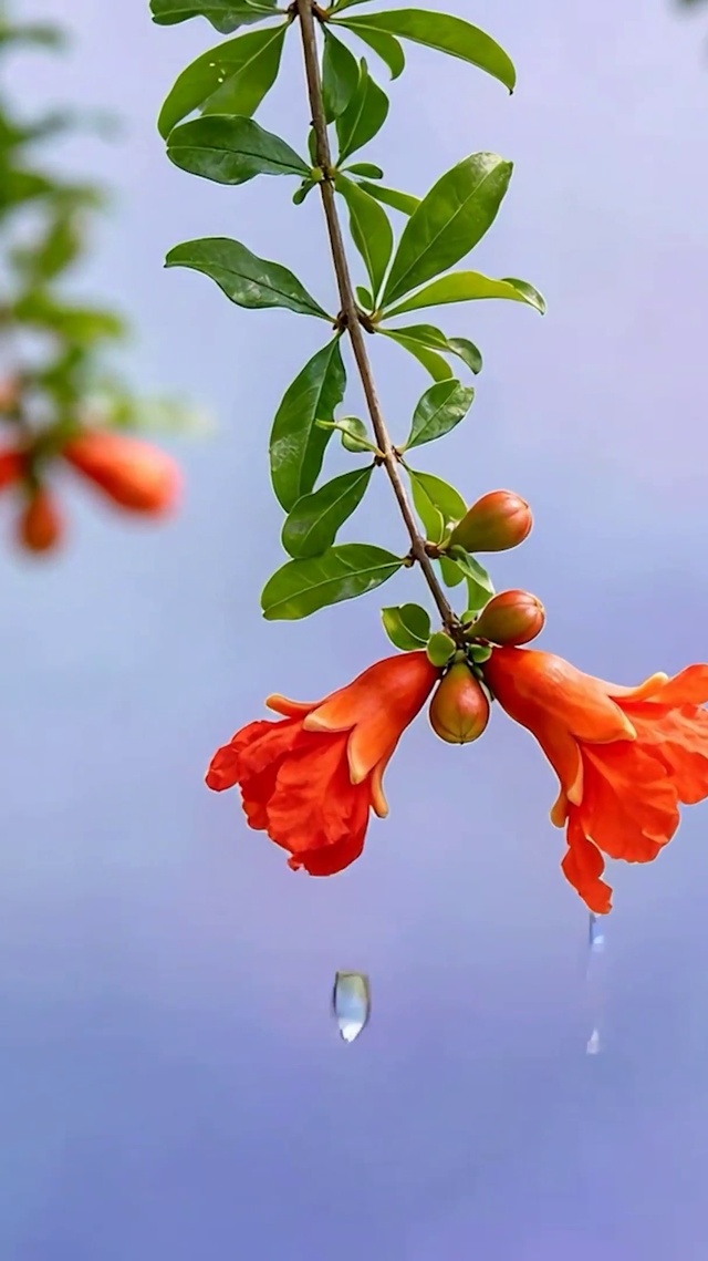 护眼红花草