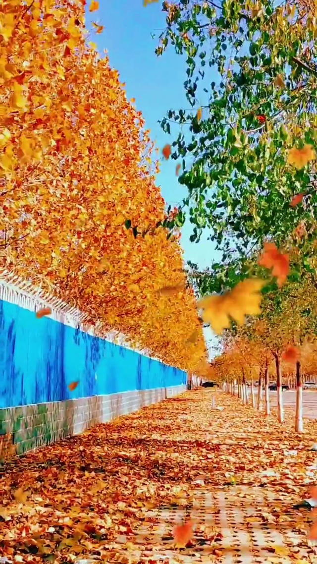 在初冬的季节里感受秋色之美 风景手机动态壁纸 风景手机壁纸下载 元气壁纸