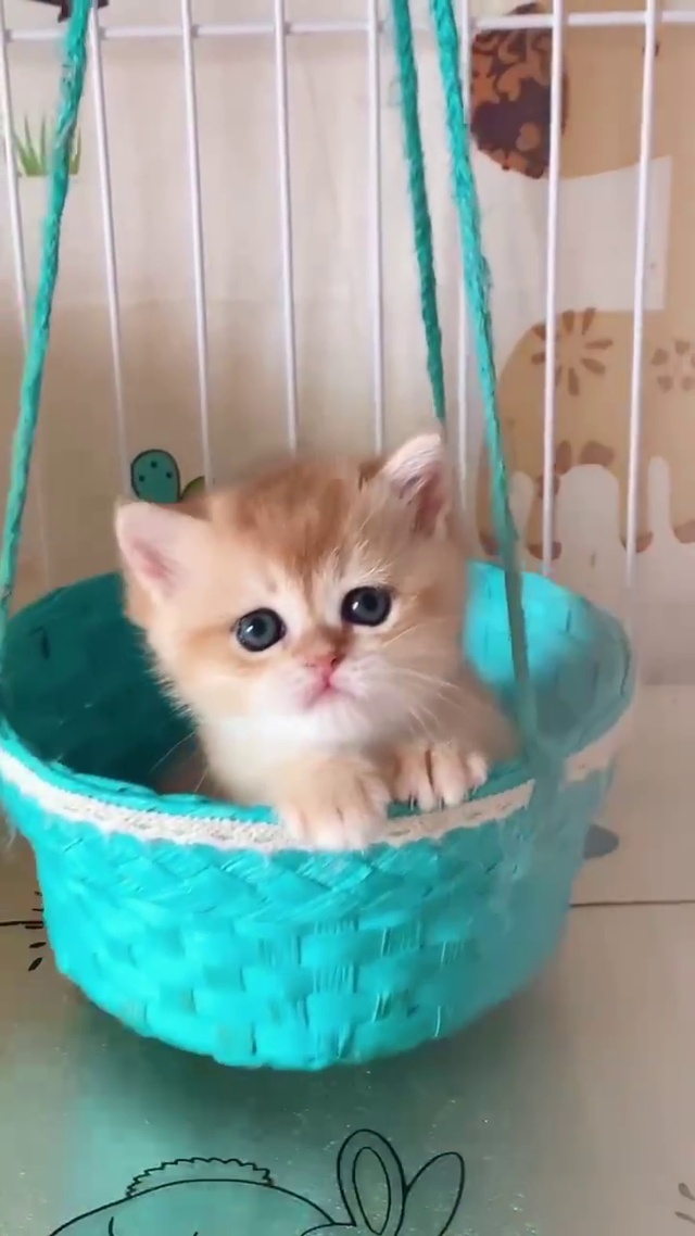 摇篮里的小奶猫