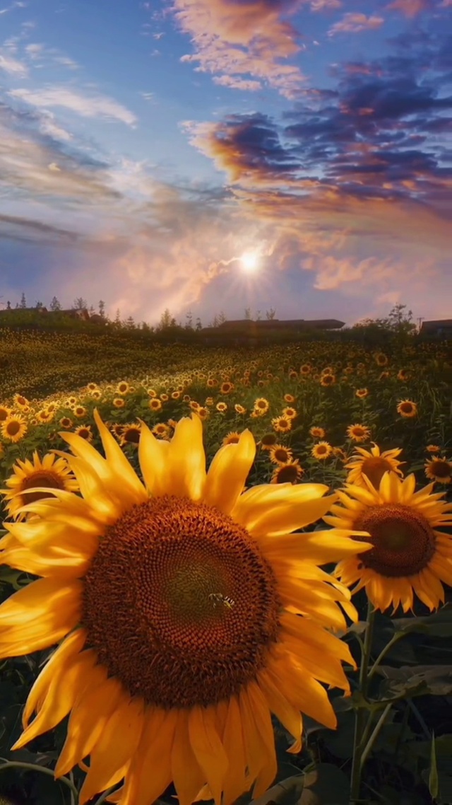 向日葵🌻
