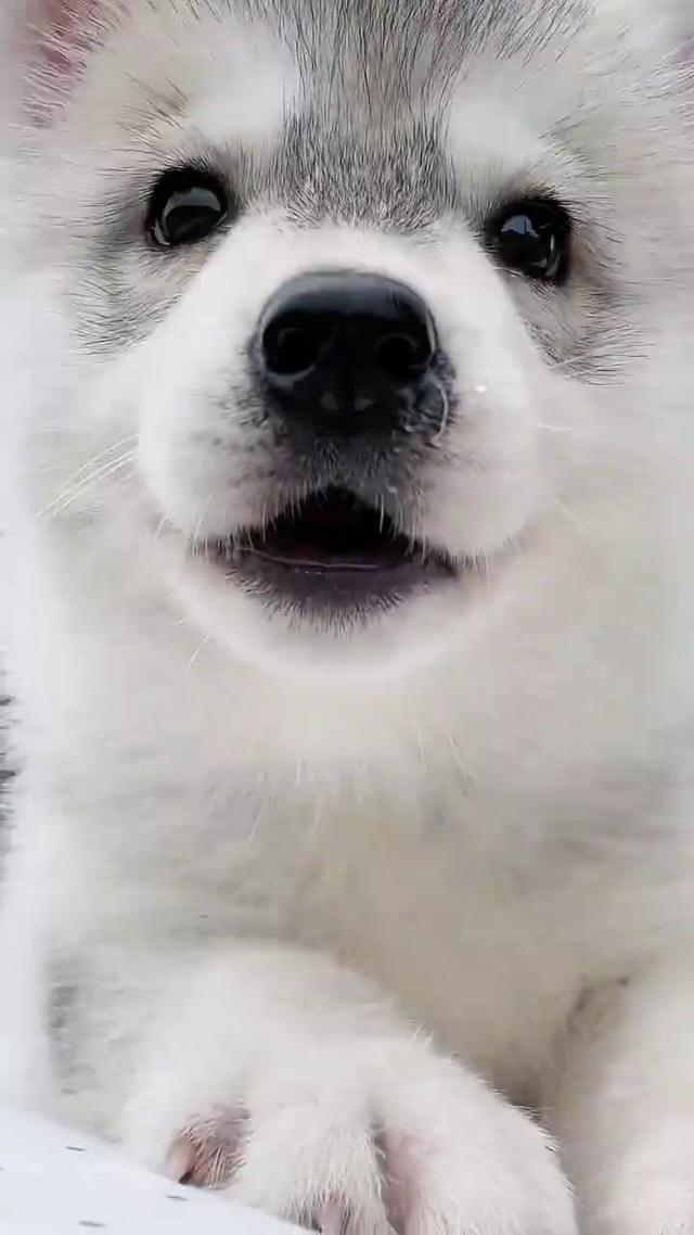 【玄卿】小狼狗