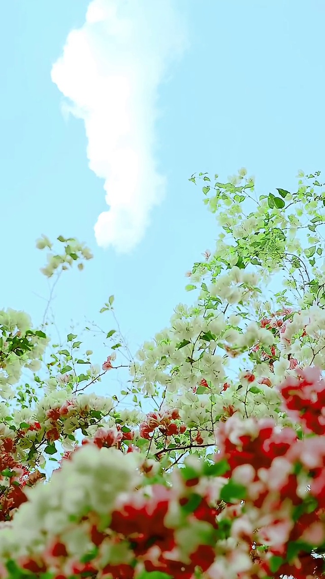 照花前后镜，花面相交映 