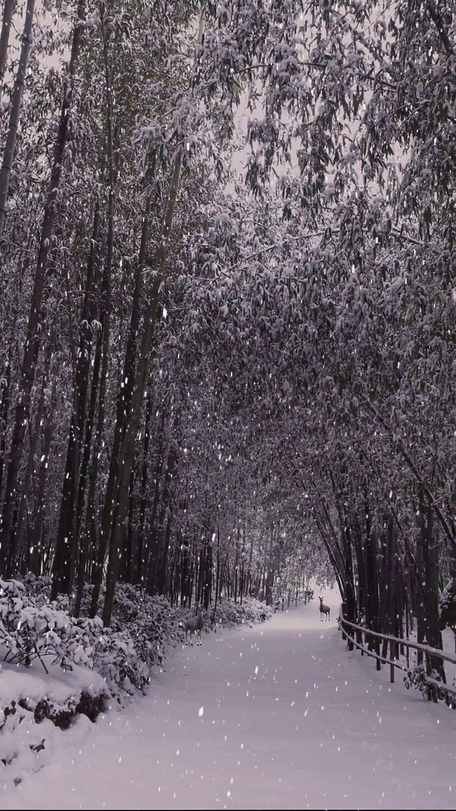 冬雪(风景手机动态壁纸) - 风景手机壁纸下载 - 元气壁纸