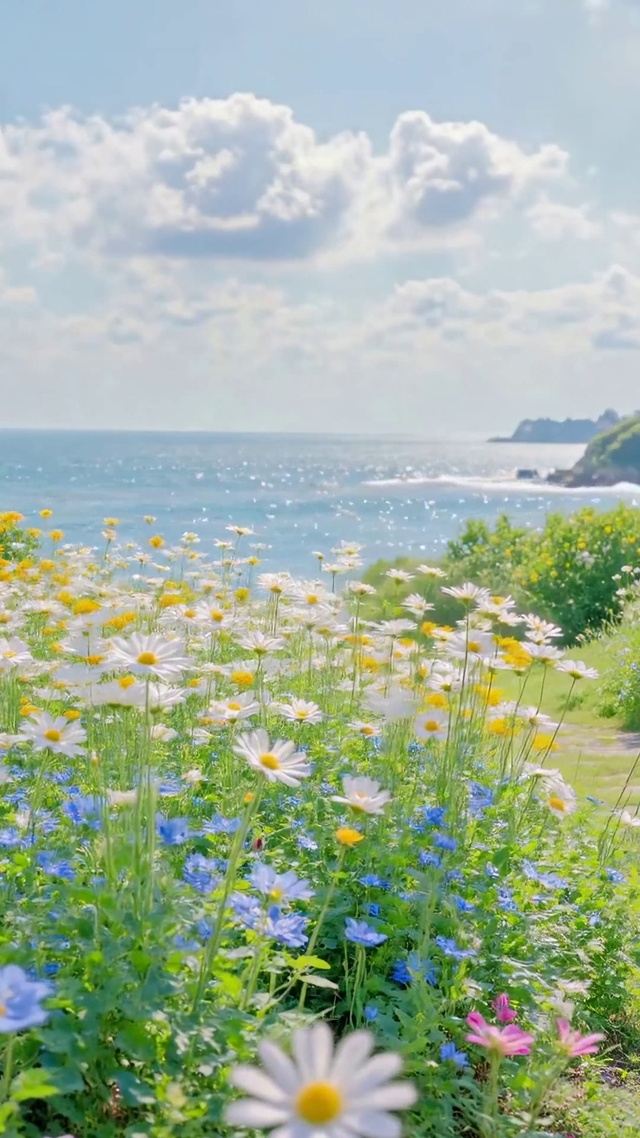 海边花海治愈清新风景